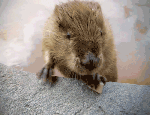 Beavers on GIFs. 80 Animated Images of These Animals
