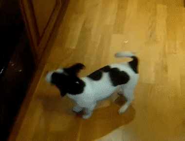 GIFs of Dogs Chasing Their Tail. 40 Animated Images