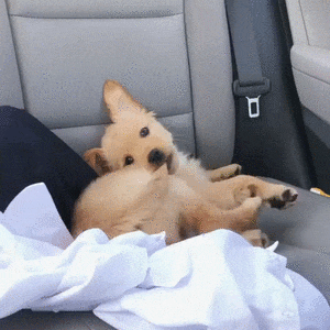 GIFs of Dogs Chasing Their Tail
