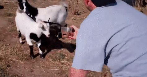 Fainting Goats GIFs. 