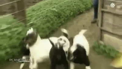 Fainting Goats GIFs