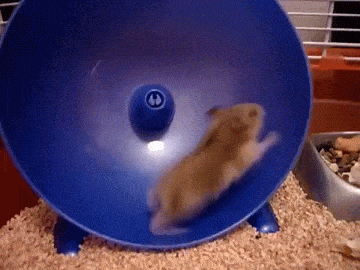 Hamster wheel animated images.