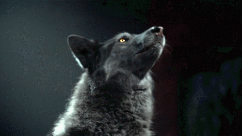 Howling Wolves Gifs 70 Animated Images For Free