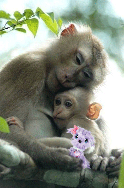 Hugs of Monkeys on GIFs - 18 Cute Animated Images