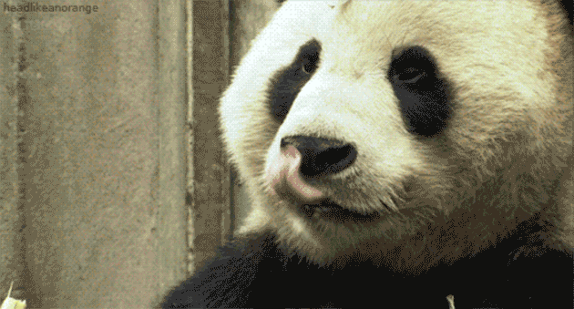 Гифки Панды - Более 100 анимированных изображений