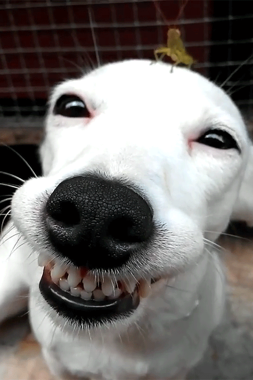 Usmívající se psi na GIF - 30 animovaných obrázků roztomilých psích