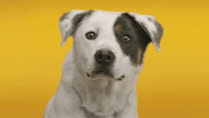 Cães sorridentes em GIFs - 30 imagens animadas de fofos de cães