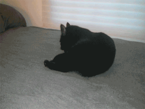 Chats noirs sur des GIFs. 130 images animées de chats à la fourrure noire