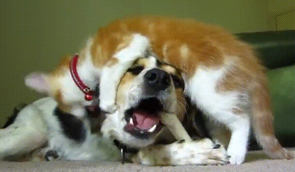 Cat Attack GIFs. 100 Animated Images of Funny Fighting Cats