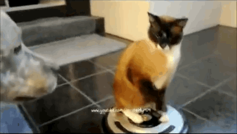 GIF d'attaque de chat - 100 images animées de drôles de chats de combat