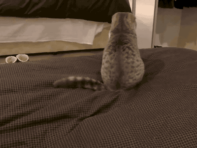 Cat Attack GIFs - 100 Animated Images of Funny Fighting Cats
