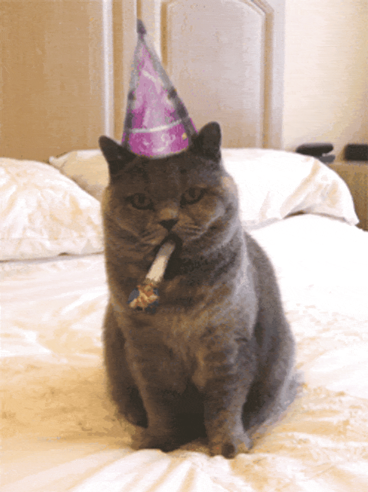 cat-birthday-1.gif