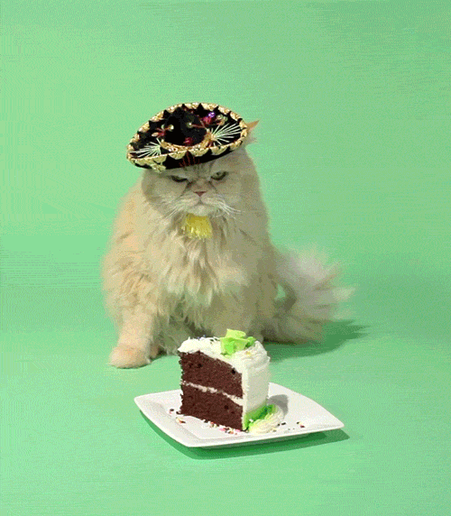 Cat's Birthday GIFs. 40 Animated Images For Free