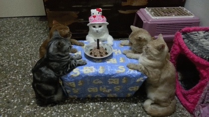 Featured image of post Funny Cat Birthday Gif Gif bin is your daily source for funny gifs reaction gifs and funny animated pictures