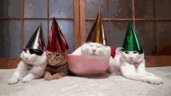 Cat's Birthday GIFs. 40 Animated Images For Free