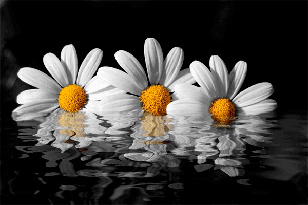 GIF de manzanilla. Hermosas flores en imágenes animadas.