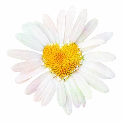 Znalezione obrazy dla zapytania: kwiat gif
