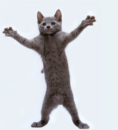 dancing cat 33