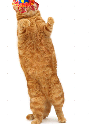 Dancing Cats GIFs. 65 Funny Animated Images for Free