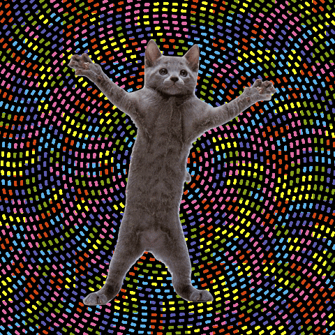 dancing cat 41
