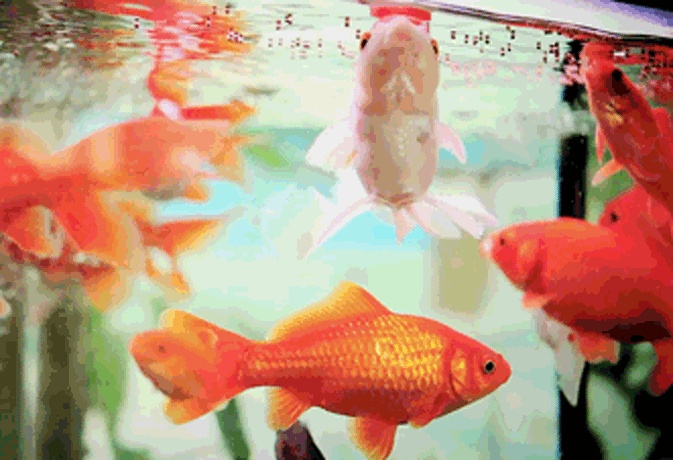 Fish GIFs. 190 Animated GIF Images
