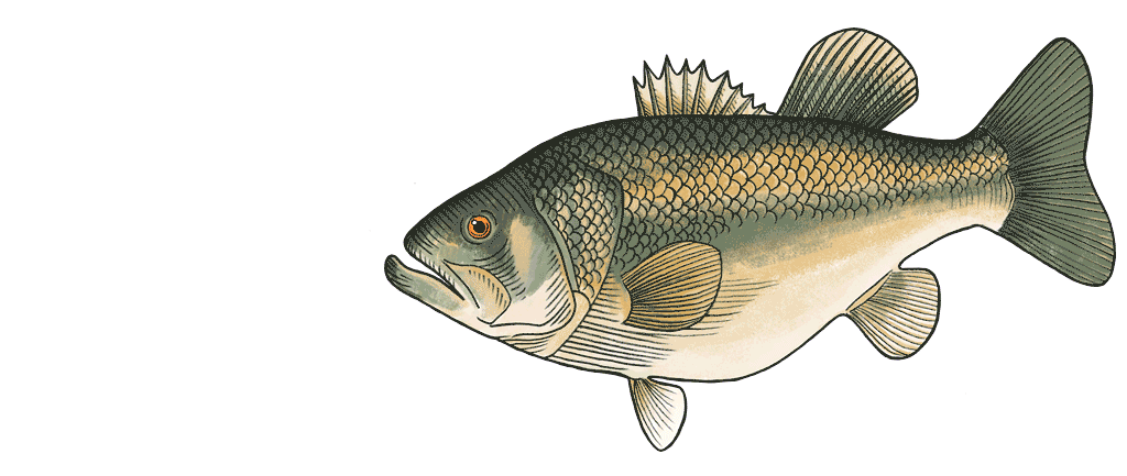 fish 53