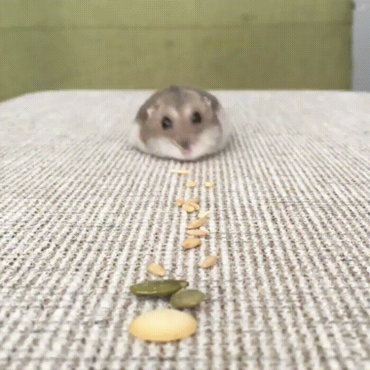 Hamsters on animated GIFs.