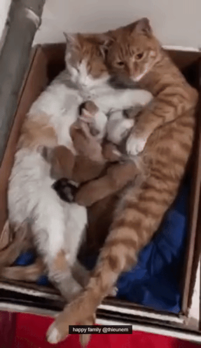 GIFs de chats heureux. 35 images animées de chats dans la joie
