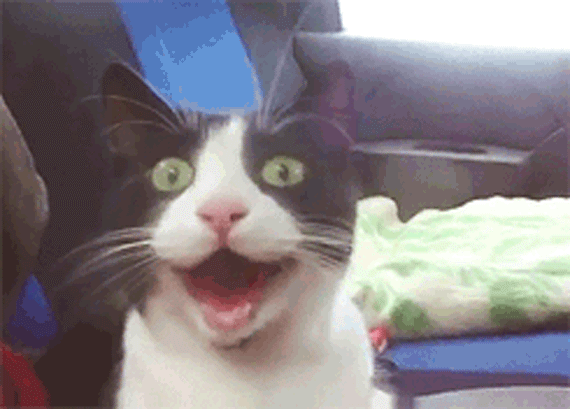 Cats full of happiness on GIF.