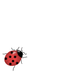Coccinelle GIFs. Images animées d'un scarabée pour le bonheur