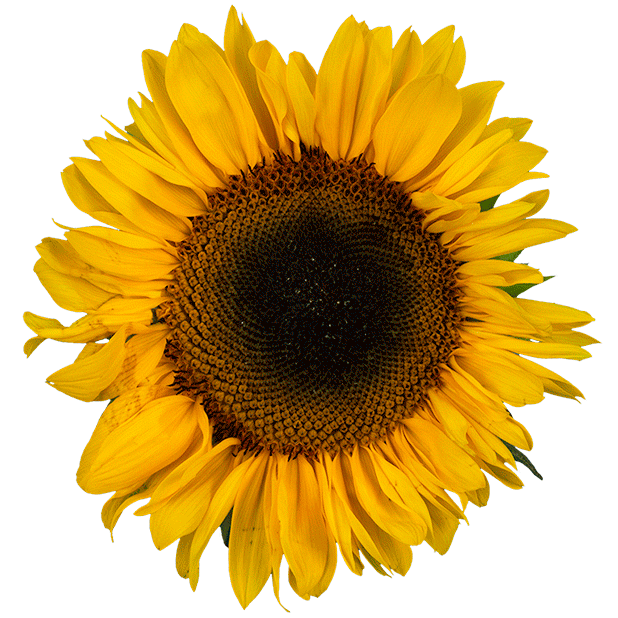 https://acegif.com/wp-content/gifs/sunflower-71.gif