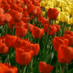 صور GIF للزهور - باقات جميلة، براعم متفتحة على صور متحركة