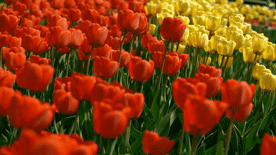 Flowers Gifs Beautiful Bouquets Blossoming Buds
