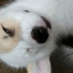 Le GIF di cuccioli assonnati - 60 immagini animate più carine gratuitamente
