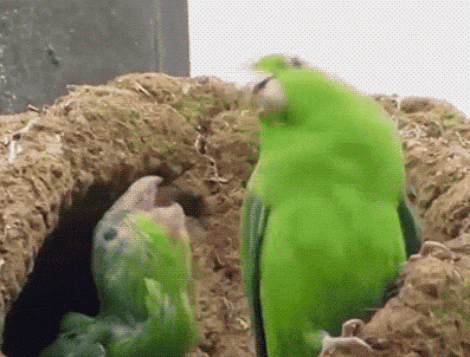 Party Parrot Gifs 60 Animated Images Of Dancing Parrots