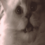 Szczęśliwe koty na GIFach - 35 animowanych zdjęć kotów w radości