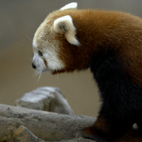 red-panda-13