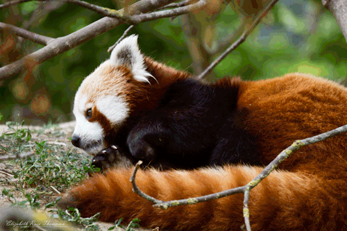 red-panda-22
