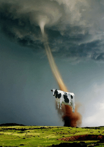 1-cow-in-tornado