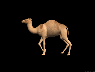camel-acegif-33-walking-camel-black-background.gif