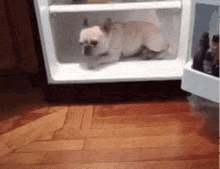hot-weather-26-heat-dog-and-fridge