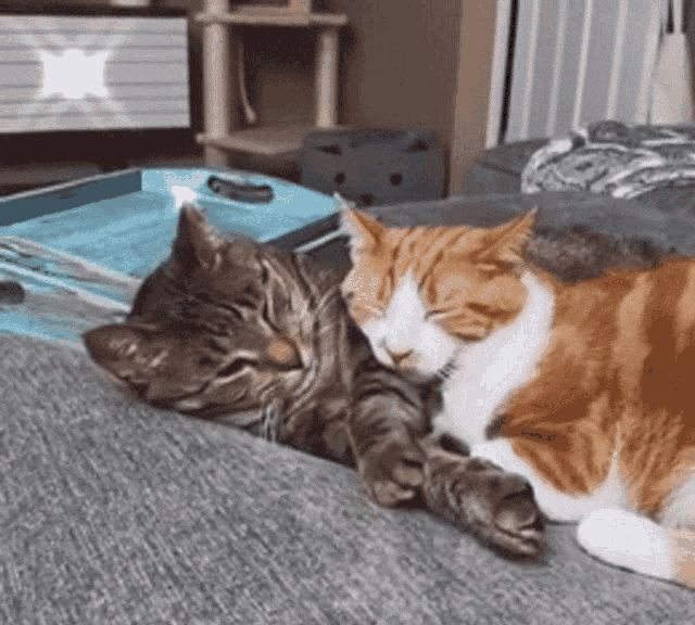 cat-hug-29-teo-sleepy-cats-hug.gif