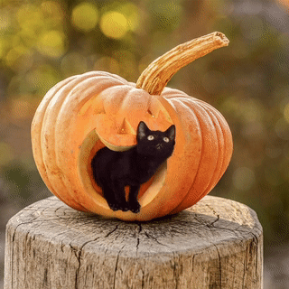 jack-o-lantern-29-kitten-inside-the-pumpkin