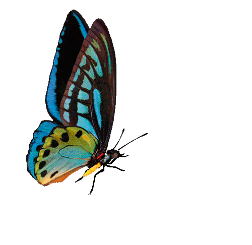 Картинки анимационные на прозрачном фоне бабочки
