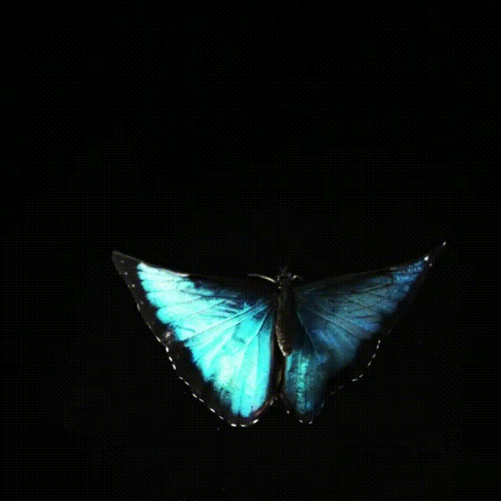 butterfly-animation-113.gif