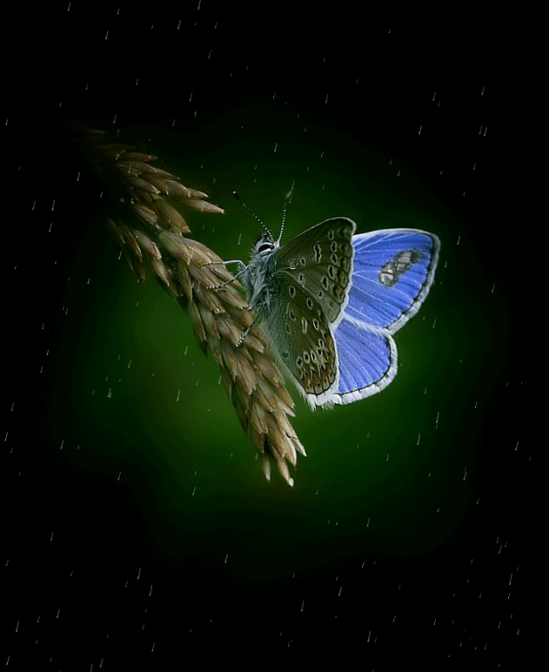GIF Animation de Beaux Papillons - 120 images animées