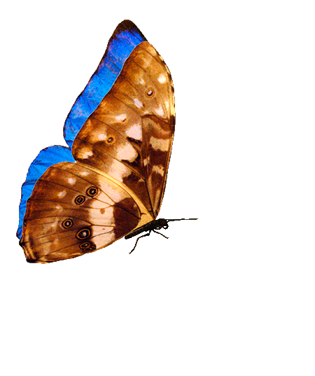 Гифки Красивые Бабочки - 120 анимированных GIF картинок