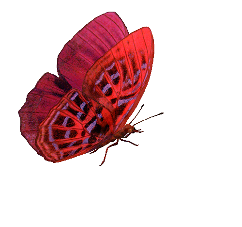 GIF animação de lindas borboletas. 120 peças de imagens animadas
