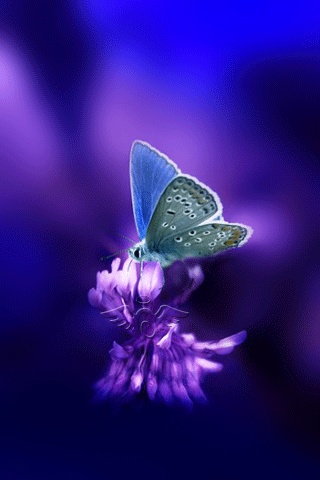 Image result for mariposas animadas