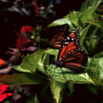 Animacja GIF pięknych motyli - 120 kawałków animowanych obrazów
